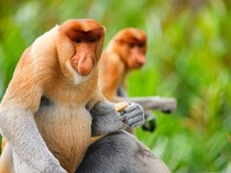 Bekantan, Si Hidung Besar dari Kalimantan