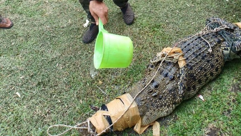 Warga Riau Tangkap Buaya Masuk Persawahan Warga Riau Tangkap Buaya Masuk Persawahan