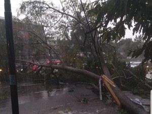 Atap Terbang-Pohon Tumbang Tersapu Puting Beliung di Cianjur