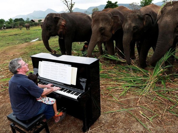 Aksi Menyentuh Paul Barton Main Piano di Depan Gajah yang Sakit