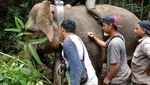 Potret Gajah Septi yang 5 Tahun Terjebak di Perkebunan Warga