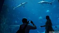 Berfoto bersama hiu di SEA Aquarium (Afif Farhan/detikTravel)