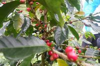 Waduh! 60 Persen Varietas Kopi di Dunia Terancam Punah
