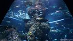 Foto: Singapura Memindahkan Dunia Bawah Laut ke Daratan