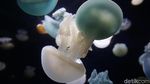 Foto: Singapura Memindahkan Dunia Bawah Laut ke Daratan