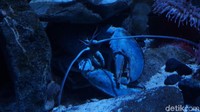 Lobster biru yang langka dari belahan Bumi bagian utara (Afif Farhan/detikTravel)
