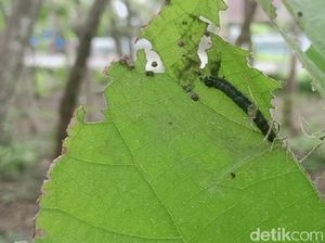 Apakah Ulat Jati Bikin Gatal dan Berbahaya? Ini Penjelasannya