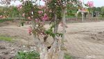 Pohon Sakura di Surabaya Bikin Hati Adem, Jakarta Kapan?