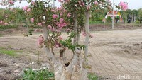Meskipun kecil, sakura yang ada di Surabaya dapat berbunga sepanjang tahun.