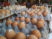 Harga Telur di Surabaya Turun