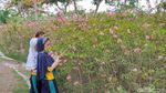 Pohon Sakura di Surabaya Bikin Hati Adem, Jakarta Kapan?