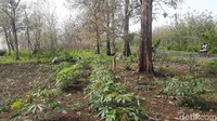 Volume ulat pohon jati yang muncul di tahun ini jauh lebih banyak dari biasanya.