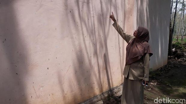 Cerita Guru di Bojonegoro tentang 'Teror' Ulat Pohon Jati di Sekolahnya