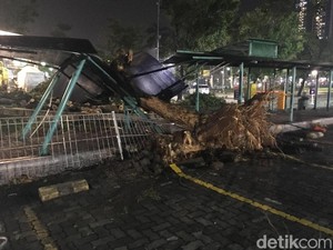 18 Motor Tertimpa Pohon Tumbang di Kembangan