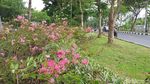 Pohon Sakura di Surabaya Bikin Hati Adem, Jakarta Kapan?