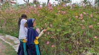 Beberapa titik penanaman sakura di Surabaya di antaranya di Jalan Mayjend Sungkono dan Jalan Adityawarman. Tingginya kini berkisar antara 1-1,5 meter.