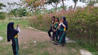 Pohon sakura yang ditanam pemkot tidak diimpor dari Jepang, melainkan dibudidayakan sendiri di Indonesia, tepatnya di daerah Gunungsari, Kota Surabaya.