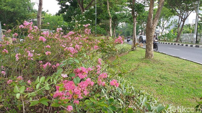 Bukan Hanya Tabebuya Di Surabaya Juga Ada Pohon Sakura