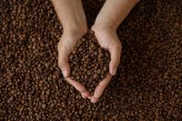 Kopi Panama dari Pohon Berusia 100 Tahun Bisa Dinikmati di Minimarket Ini