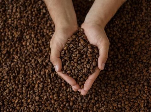 Food and Drink, Raw Coffee Bean, Human Hand, Top View