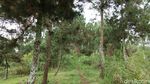 Foto: Liburan Naik Gunung Burangrang