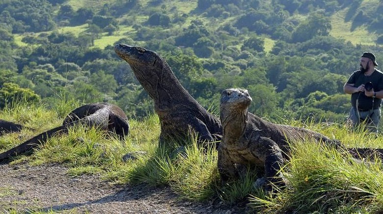 Media-media Asing Soroti Wacana Tarif Premium Pulau Komodo