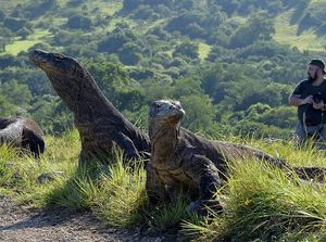 Legenda Dukun Beranak Sumba yang Akhiri Bedah Sesar Maut Suku Komodo