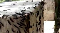 Ulat jenis ini tidak gatal atau membahayakan kesehatan warga, namun tetap saja banyak warga yang mengeluhkan keberadaan ulat-ulat ini karena jumlahnya yang sangat banyak.