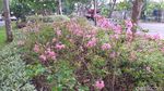 Pohon Sakura di Surabaya Bikin Hati Adem, Jakarta Kapan?