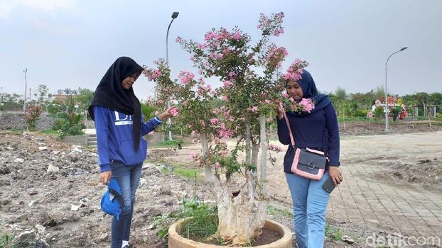 Bukan Hanya Tabebuya Di Surabaya Juga Ada Pohon Sakura