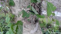 Ulat tersebut bergelantungan di daun pohon jati. Kemunculan ulat pohon jati itu lumrah terjadi di musim penghujan.