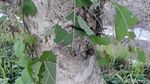 Hiii... Ngeri, Penampakan Ulat Pohon Jati yang Teror Bojonegoro
