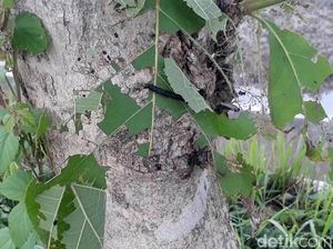 Hiii... Ngeri, Penampakan Ulat Pohon Jati yang Teror Bojonegoro