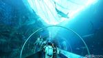 Foto: Singapura Memindahkan Dunia Bawah Laut ke Daratan
