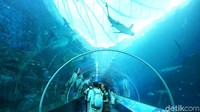 Pengunjung akan menyelami dunia bawah laut dari dekat. Begitu masuk, kita sudah disambut hiu! (Afif Farhan/detikTravel)