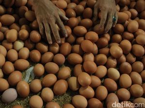 Kemendag Naikkan HET Telur dan Daging Ayam, Peternak: Belum Nutup
