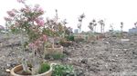 Pohon Sakura di Surabaya Bikin Hati Adem, Jakarta Kapan?