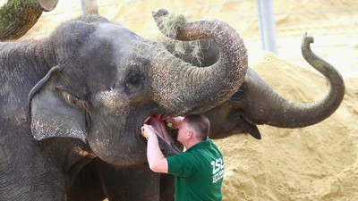 Foto: Ketika Gajah dan Hewan Lainnya ke Dokter Gigi
