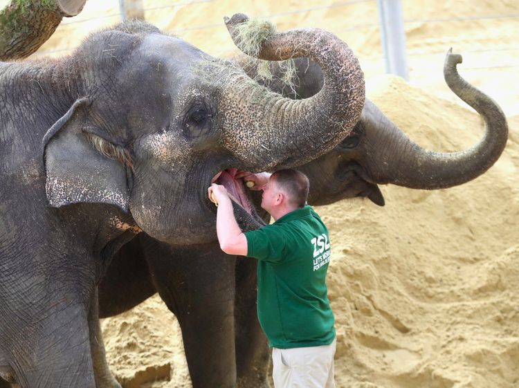 Foto: Ketika Gajah dan Hewan Lainnya ke Dokter Gigi