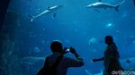 Foto: Singapura Memindahkan Dunia Bawah Laut ke Daratan