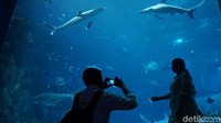 SEA Aquarium merupakan salah satu atraksi di Resorts World Sentosa, Singapura. Di sini terdapat 100 ribu binatang laut dari 1.000 spesies dan dari 50 habitat yang berbeda (Afif Farhan/detikTravel)