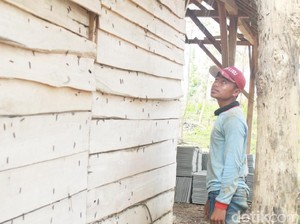Hiii, Teror Ulat Pohon Jati Merambah Permukiman Warga di Tuban