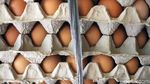 Begini Anomali Harga Telur Jelang Akhir Tahun