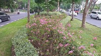 Viralnya pohon tabebuya yang sempat dikira sebagai pohon sakura di Surabaya tak pelak membuat kota ini menjadi bahan perbincangan hangat beberapa waktu lalu. Namun ternyata Pemkot Surabaya juga telah menanam pohon sakura betulan di sejumlah titik.