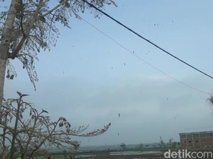 Bukan Ulat Bulu, yang Ada Teror Ulat Pohon Jati di Bojonegoro