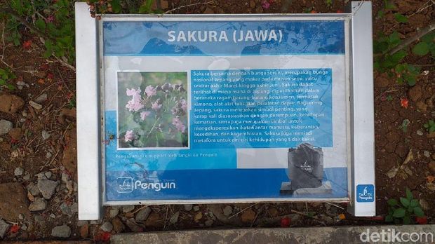Bukan Hanya Tabebuya, Di Surabaya Juga Ada Pohon Sakura Sungguhan