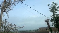 Ulat pohon jati yang bermunculan di Bojonegoro lebih ekstrem karena bergelantungan hingga ke tengah jalan dan merambat ke pemukiman warga.