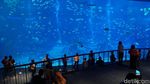 Foto: Singapura Memindahkan Dunia Bawah Laut ke Daratan