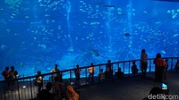 Open Ocean, salah satu spot favorit pengunjung. Bagaikan di dalam samudera kita akan melihat berbagai ikan dari hiu sampai manta (Afif Farhan/detikTravel)