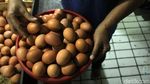 Begini Anomali Harga Telur Jelang Akhir Tahun